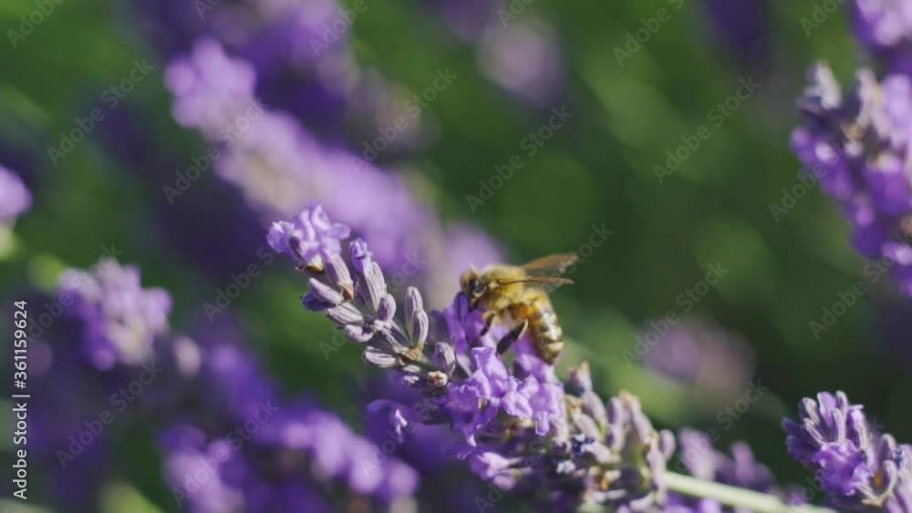 Close-up of a honey bee flying around suckling honey flowers collecting nectar pollen in spring, sunny day, slow motion Close-up of a honey bee flying around suckling honey flowers collecting nectar pollen in spring, sunny day, slow motion