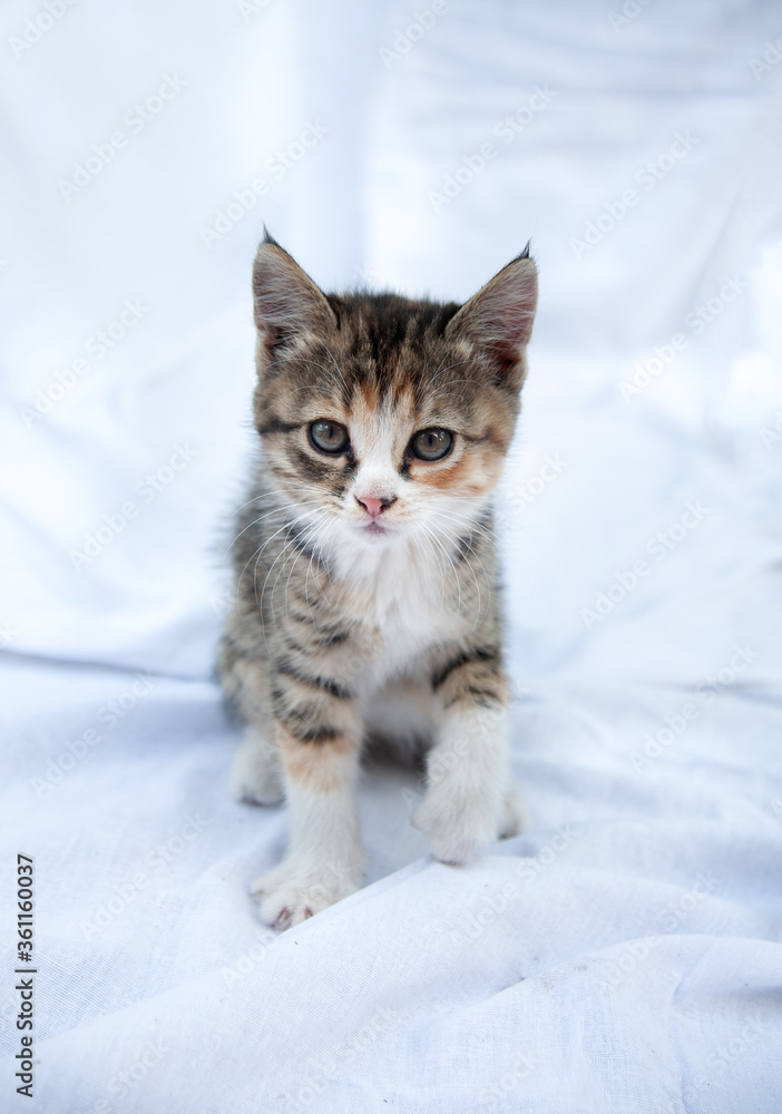 
Cute cute playful tricolor three-suited kitten plays with balls of wool. Portrait of a baby kitten on a white background. Puzzle background, notebook cover, postcard