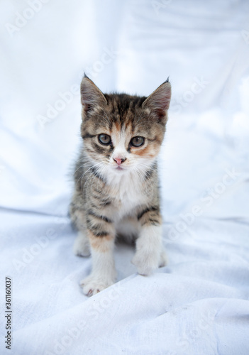  Cute cute playful tricolor three-suited kitten plays with balls of wool. Portrait of a baby kitten on a white background. Puzzle background, notebook cover, postcard