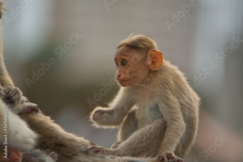 Canvas Print Baby Monkey