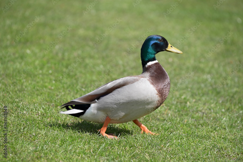 Mallard duck walking on the grass in a park with blurred green background Mallard duck walking on the grass in a park with blurred green background