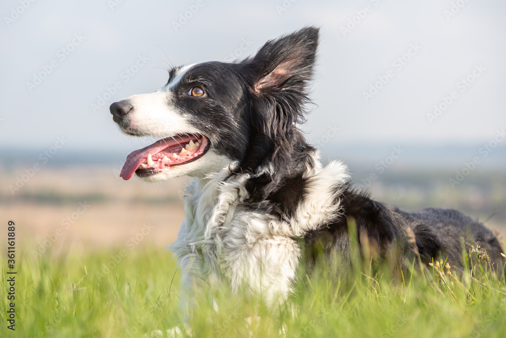 A border collie dog lies in the green grass with his mouth open and looks away. Portrait on a sunny day. Horizontal orientation. 