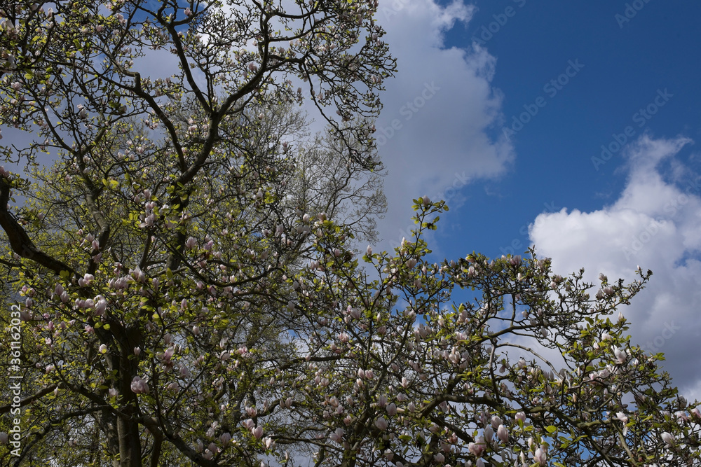 Obraz premium Large magnolia white and pink blossom tree flowers against a blue sky with clouds