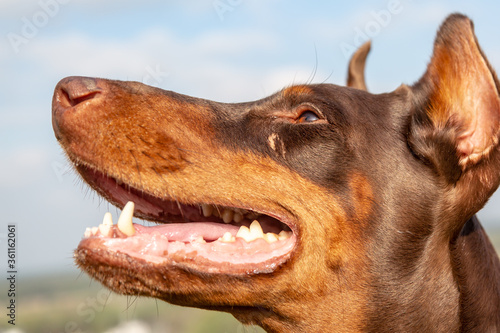 Muzzle brown-and-tan Doberman Dobermann dog. Closeup portrait on blurred grass and sky background. Horizontal orientation.