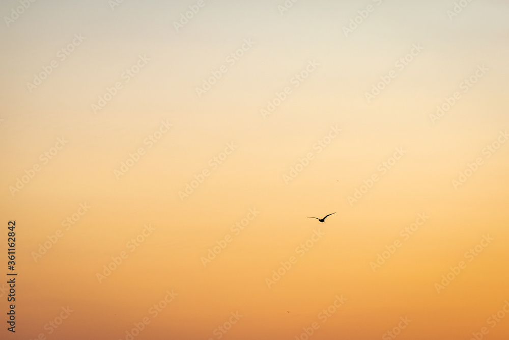 birds flying in the sunset