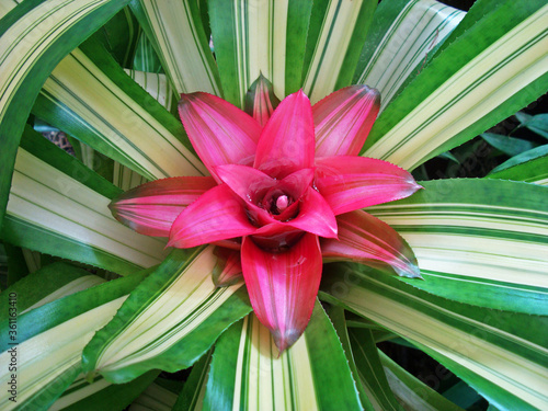Canvas Print Colorful bromeliad on tropical garden
