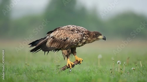 White tailed eagle (Haliaeetus albicilla) photo