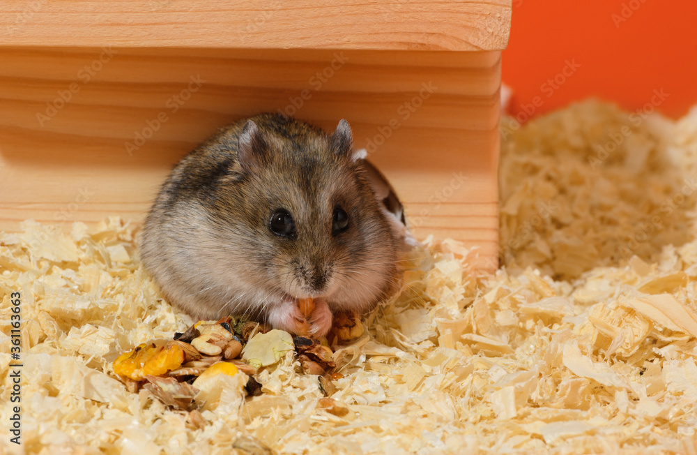 Dwarf hamster djungarian hotsell