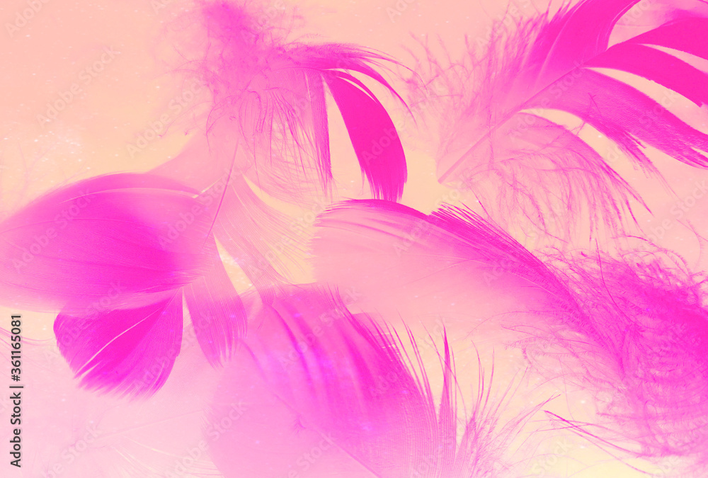 Obraz premium Beautiful abstract white and pink feathers on white background and soft white feather texture on pink pattern and pink background, feather background, pink banners