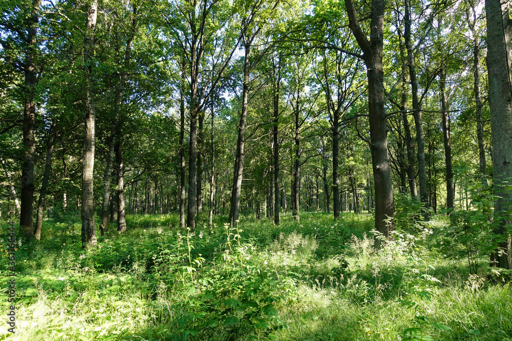 Spring nature. Beautiful landscape. Forest with green grass and trees. Calm background Spring nature. Beautiful landscape. Forest with green grass and trees. Calm background
