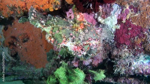 
Giant Green Frogfish (Antennarius commerson) - Philippines photo