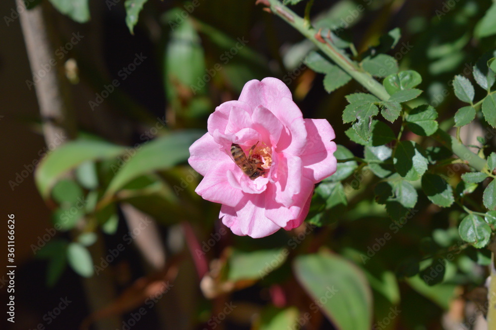 apis mellifera bee in rose flower apis mellifera bee in rose flower