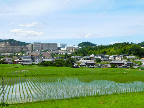 Tapety artystyczne 初夏の田園風景と郊外の街並み