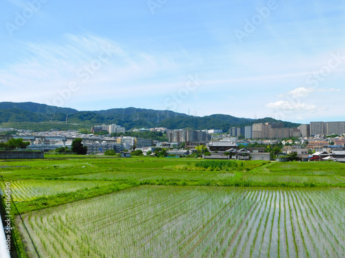 Plakat 初夏の田園風景と郊外の街並み