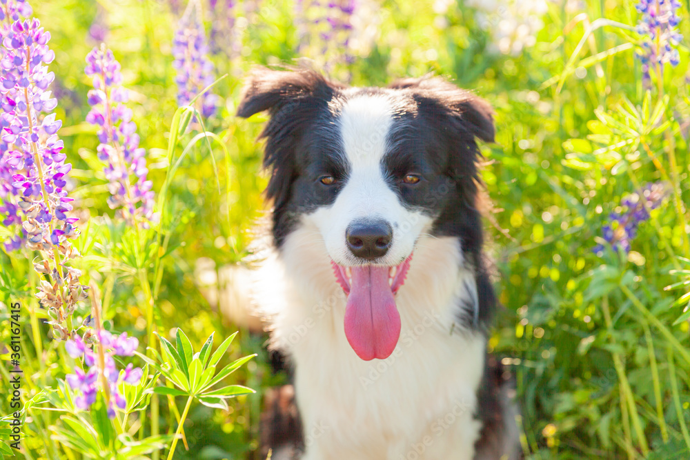Outdoor portrait of cute smiling puppy border collie sitting on grass violet flower background. Little dog with funny face in sunny summer day outdoors. Pet care and funny animals life concept Outdoor portrait of cute smiling puppy border collie sitting on grass violet flower background. Little dog with funny face in sunny summer day outdoors. Pet care and funny animals life concept