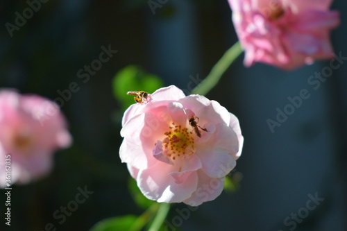 melipona bees on rose flower