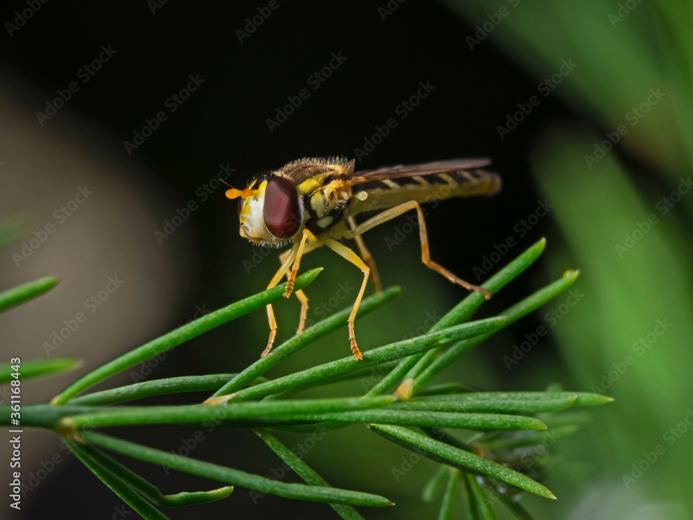 Fototapeta premium Flower fly, Schwebfliege (family Syrphidae)