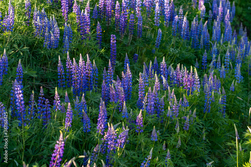 beautiful blue lupins, fresh flowers, green grass, fresh grass, sunny day, blurred background