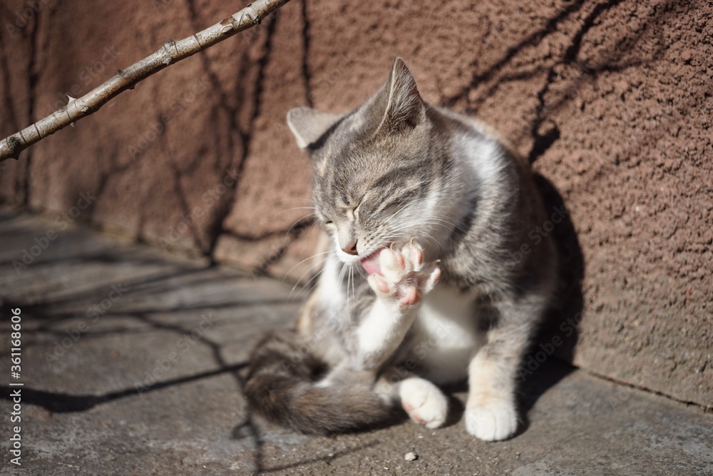 Cute gray maneki neko kitty washes her paw in a sunny garden