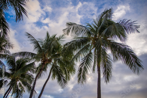 Palm Trees against a cloudy sky above Waikiki Honolulu Hawaii