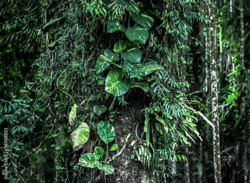 Foliage