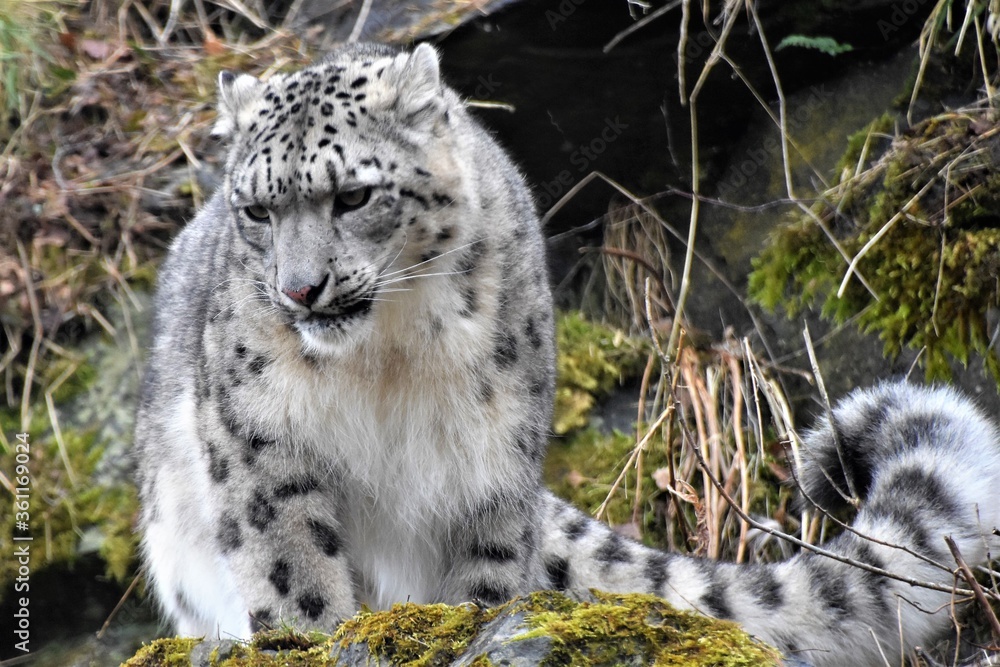 Obraz premium Snow Leopard