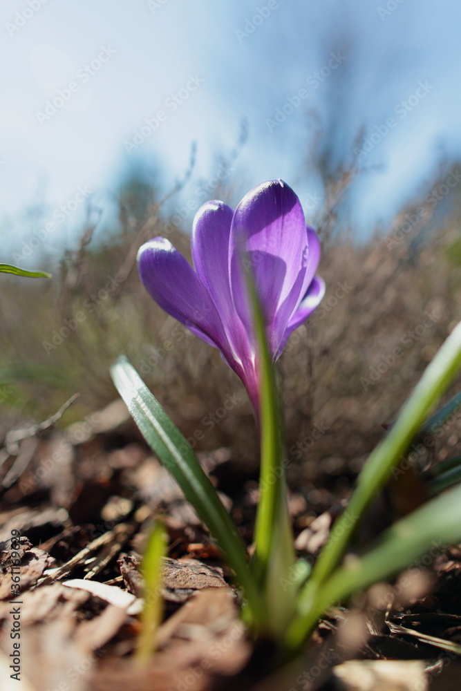 Fototapeta premium Spring bright tender crocus