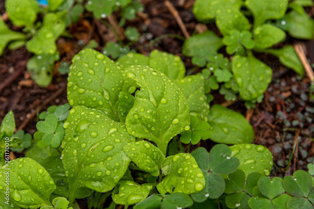 Spinach leaves (Spinacia oleracea) wet in rainy day Spinach leaves (Spinacia oleracea) wet in rainy day