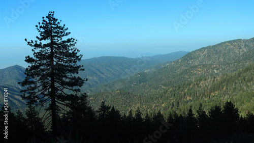 pine trees in the mountains