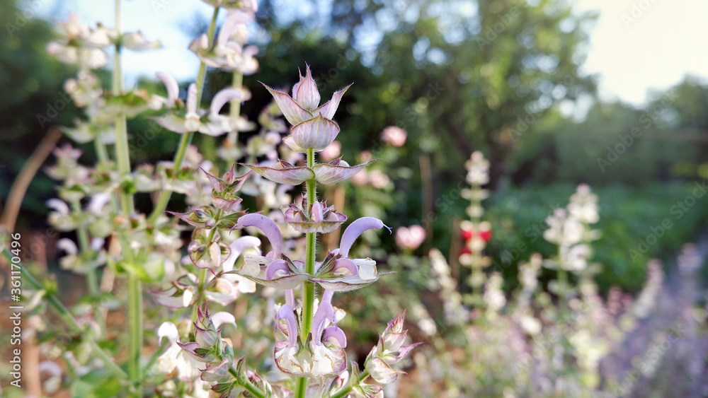 Obraz premium Blooming clary sage plants in a garden