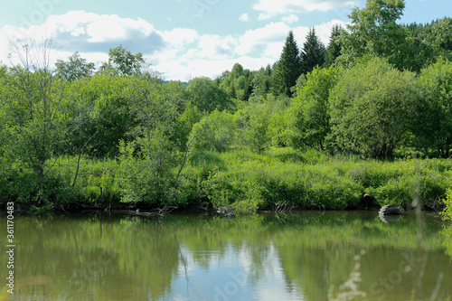 lake and forest