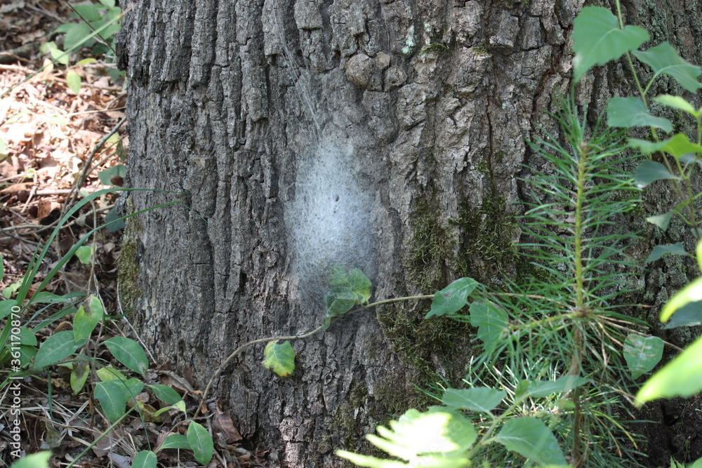 Obraz premium Gespinst des Eichenprozessionsspinner