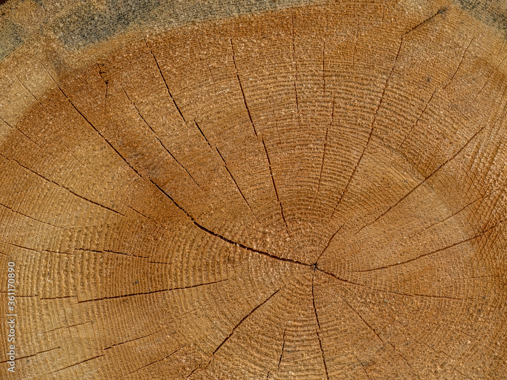 Fototapeta premium Frisch gesägte Baumstämme