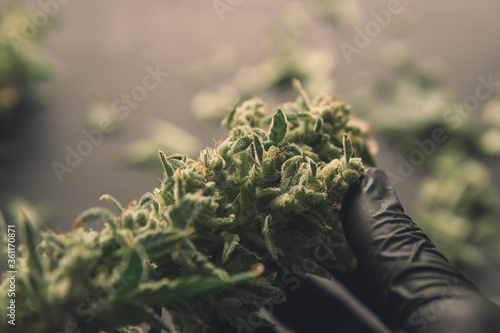 Growers trim cannabis buds. Harvest weed time has come. The sugar leaves on buds.
