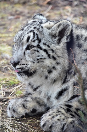 Snow Leopard Cub 