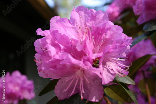 Fototapeta Naklejka Na Ścianę i Meble -  close up of pink hydrangea flowers