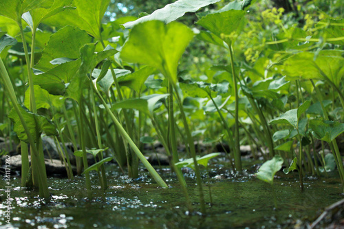 green leaves in the pond