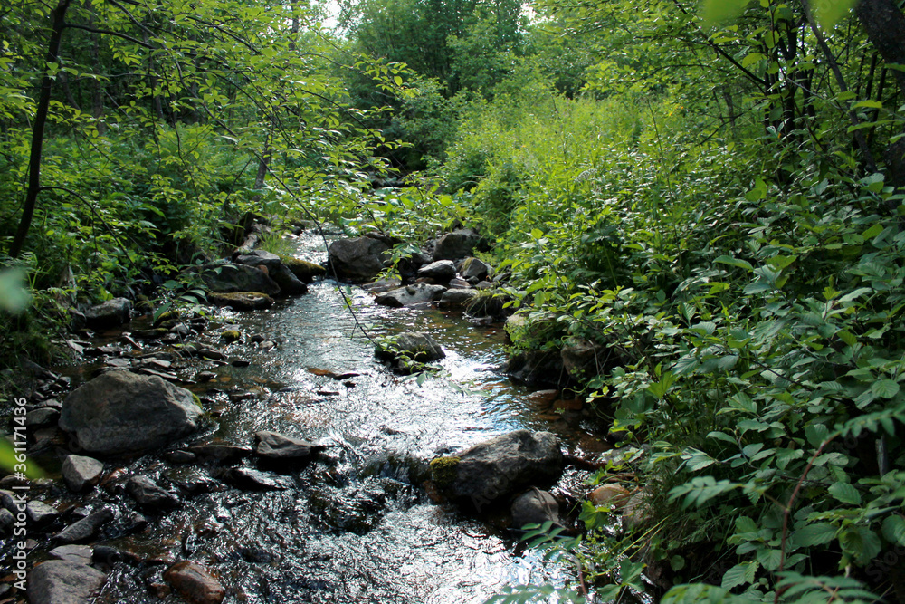 stream in the forest stream in the forest