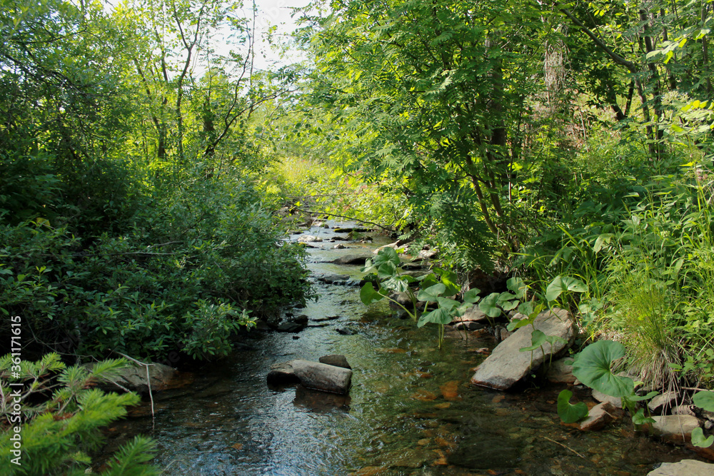 Naklejka premium stream in the woods