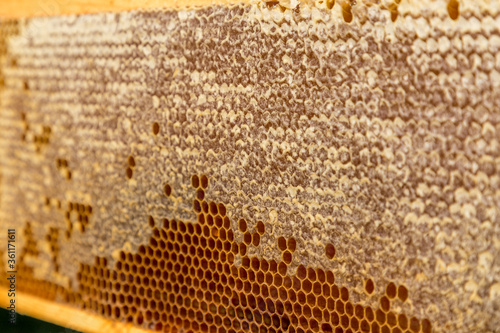 Real honeycomb full with honey and pollen