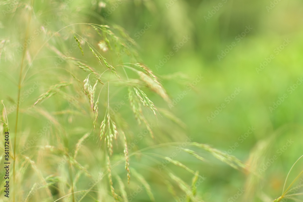 Green grass in the meadow on a summer morning. Green grass in the meadow on a summer morning.
