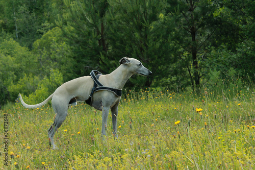 white horse running in the field