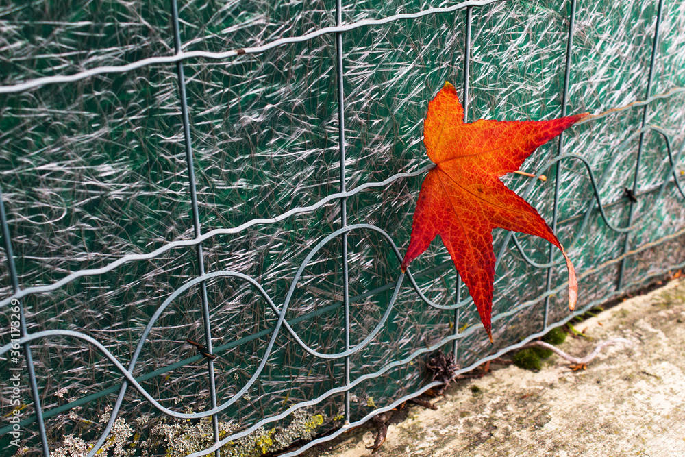 Bright red and orange maple leaf into metal fence home garden autumn season background Bright red and orange maple leaf into metal fence home garden autumn season background