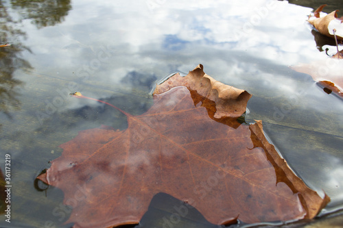 maple autumn leaf in the into water with sky reflection 