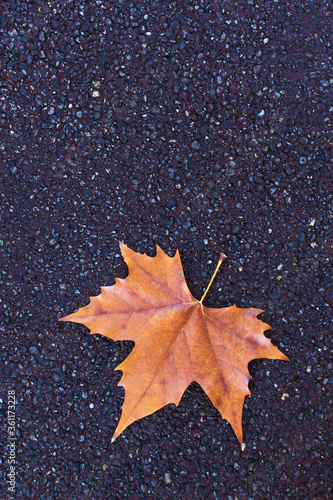 dry brown maple autumn leaf on dark grey asphalt city street road