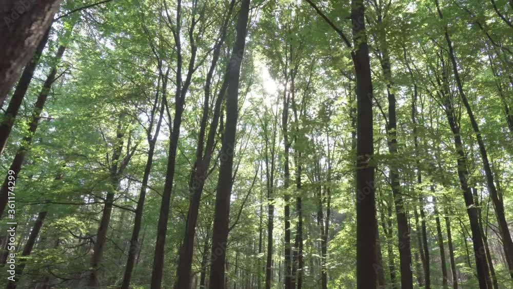 Sun flickering through the forest trees
Sun flickering through the forest trees