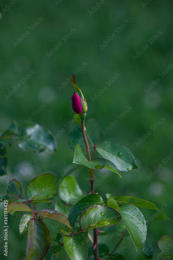 Dark pink rose bud in the evening garden after the rain Dark pink rose bud in the evening garden after the rain