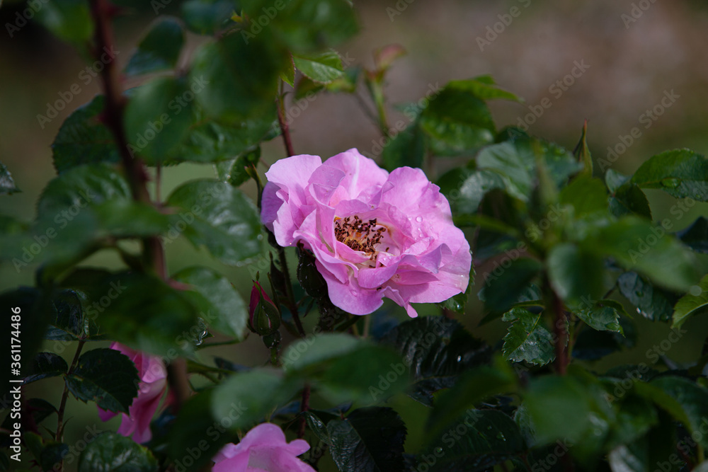 Expanded pink rose growing in a garden after the rain