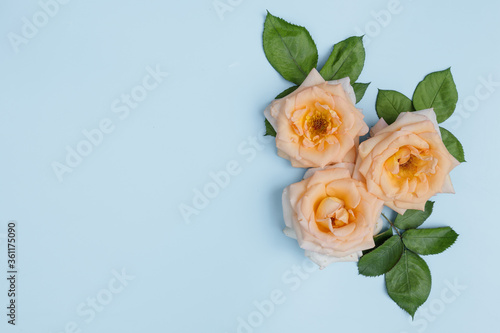 Flower composition. Frame of natural flowers of roses and green leaves on a blue background  space for text. Spring background. Flat lay.