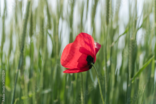 closeup red poppy flower in a green wheat field